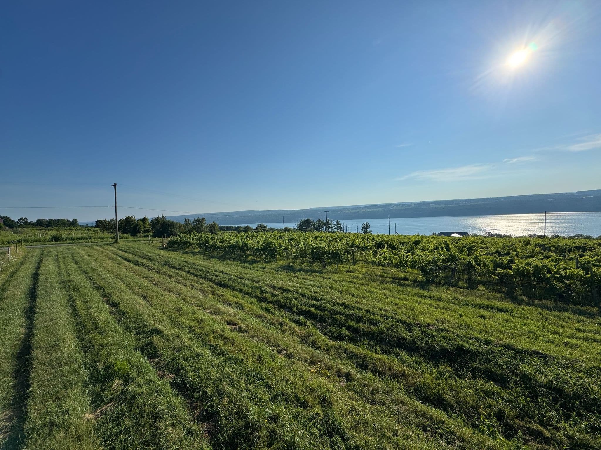 The estate vineyard sloping down toward Seneca Lake, New York.